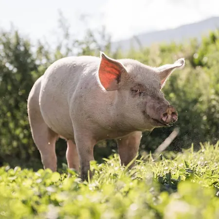 شقة هيل هوف