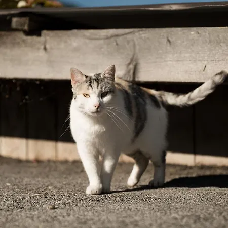 هيل هوف * إنسبروك