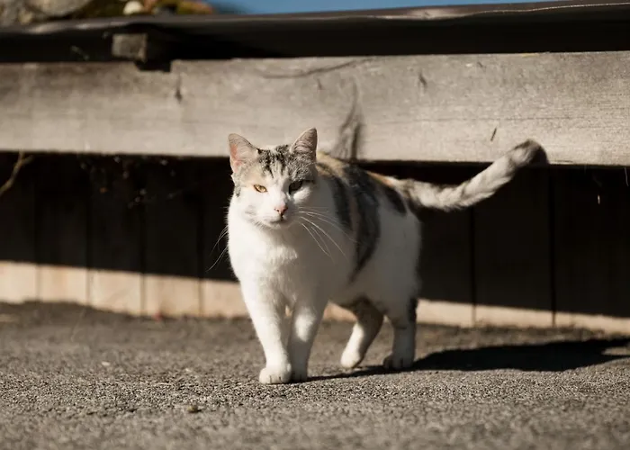 Hell Hof * Ίνσμπρουκ