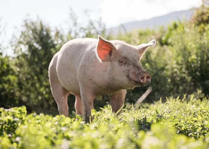 Апартаменты Hell Hof